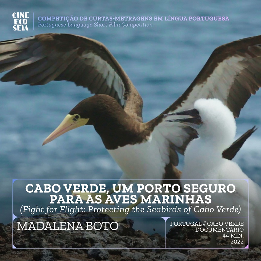 Cabo Verde, um porto seguro para as aves marinhas (Fight for Flight: Protecting the Seabirds of Cabo Verde)